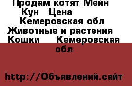 Продам котят Мейн - Кун › Цена ­ 7 000 - Кемеровская обл. Животные и растения » Кошки   . Кемеровская обл.